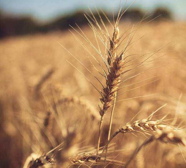 Organic Crops
