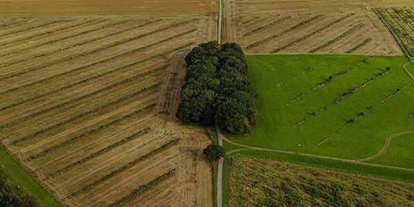 crops field