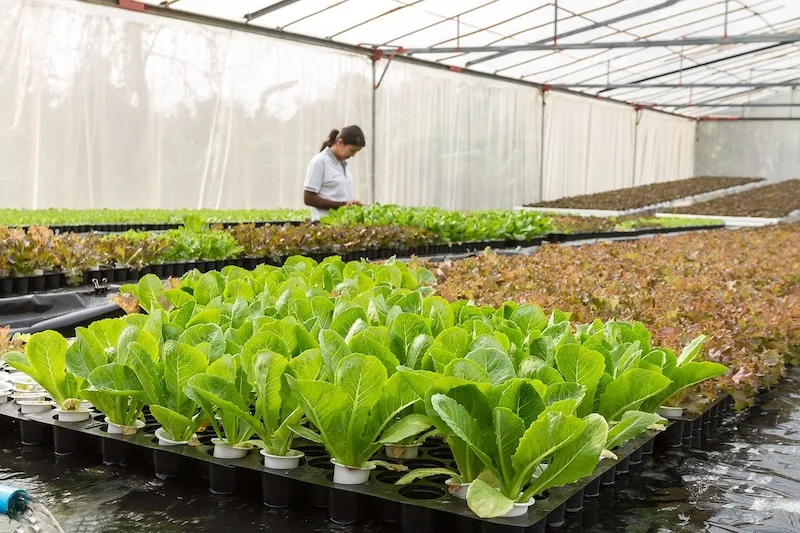 how to harvest a lettuce